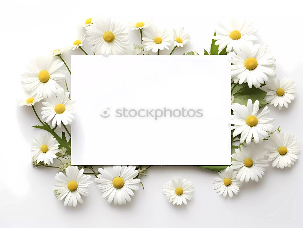 Similar – Image, Stock Photo Tulips on blue background with empty leaf