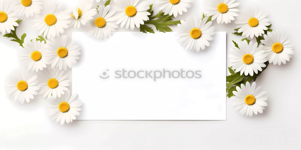 Similar – Gerbera flowers on white board