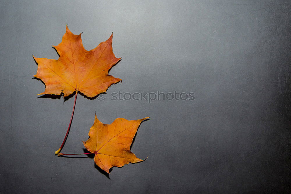 Similar – autumn Autumn leaves Leaf