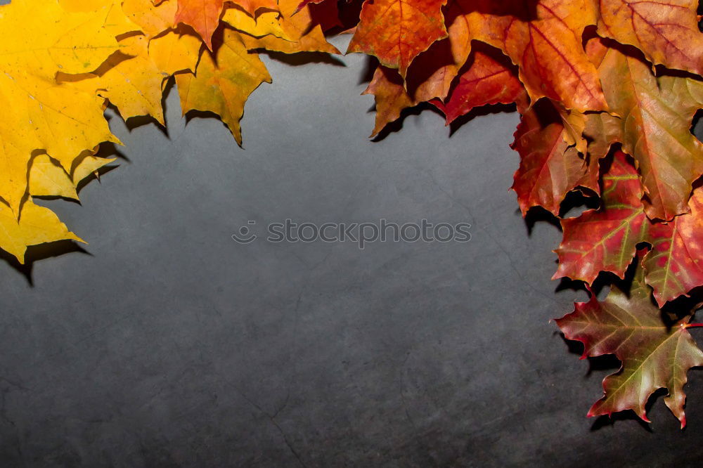 Similar – Image, Stock Photo autumn leaf Environment