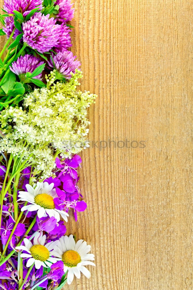 Similar – Image, Stock Photo Groundcover Plants for Garden