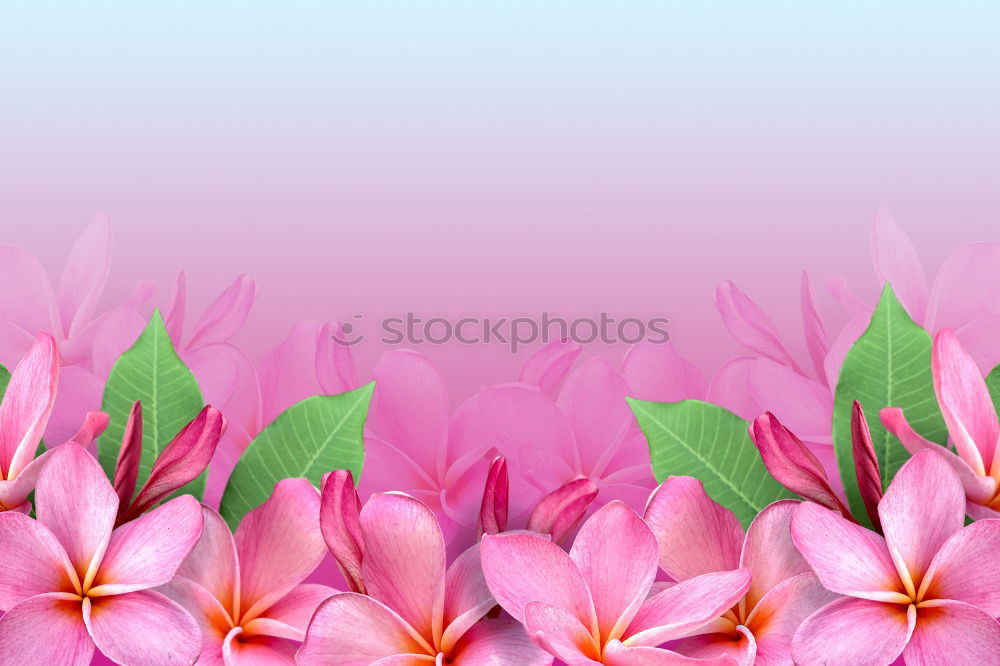 Similar – Hibiscus, rose mallow,