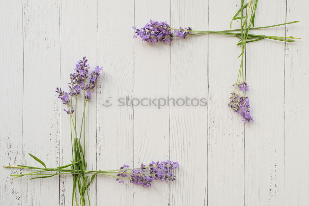 Similar – Garden Still Life Nature