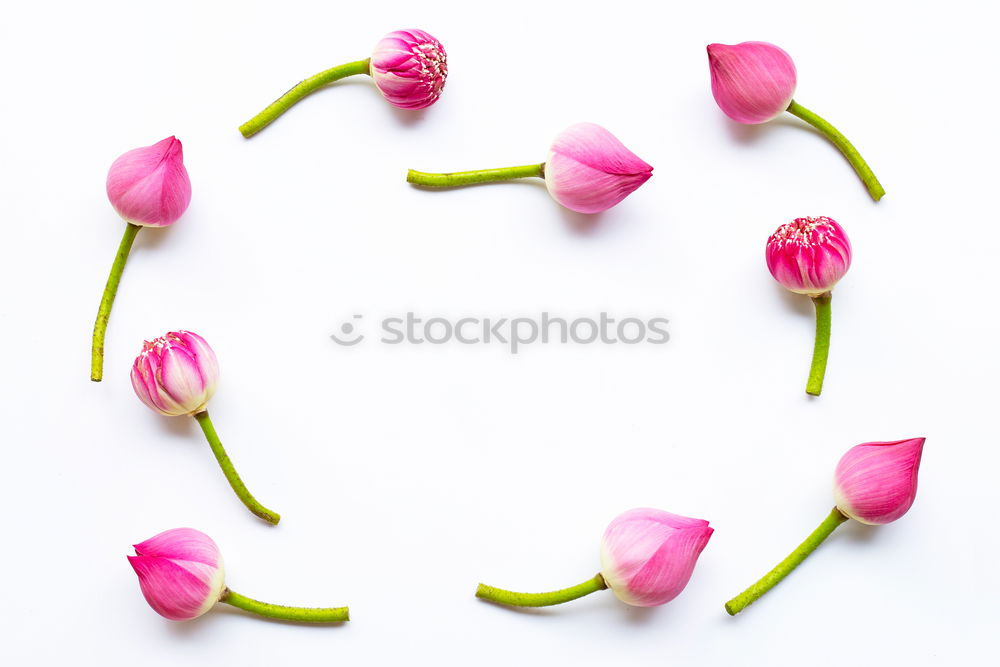 Image, Stock Photo blooming buds of pink roses