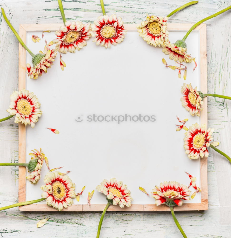 Gerbera flowers on white board