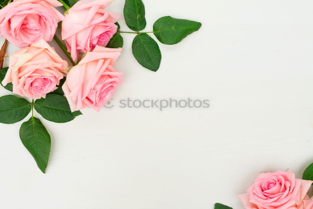 Similar – Female hands make flower decoration