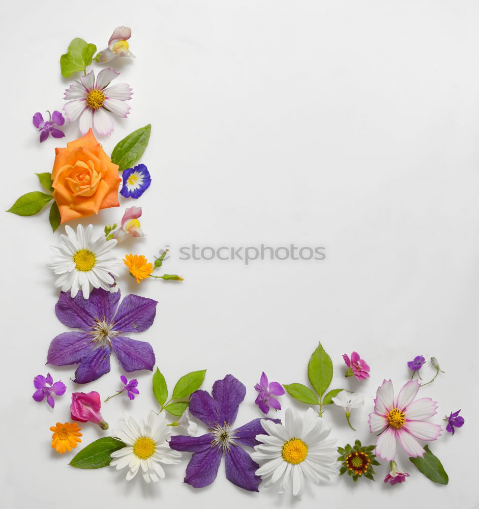 Similar – Image, Stock Photo spring bloomers Nature