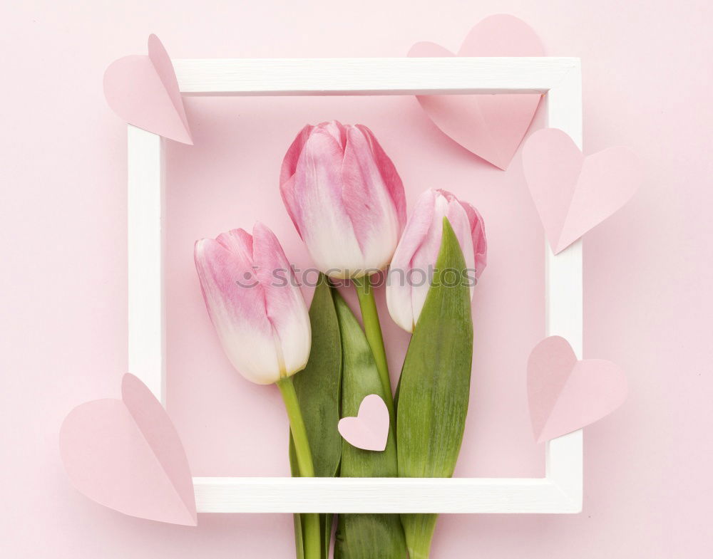 Similar – Image, Stock Photo Beautiful fresh tulips