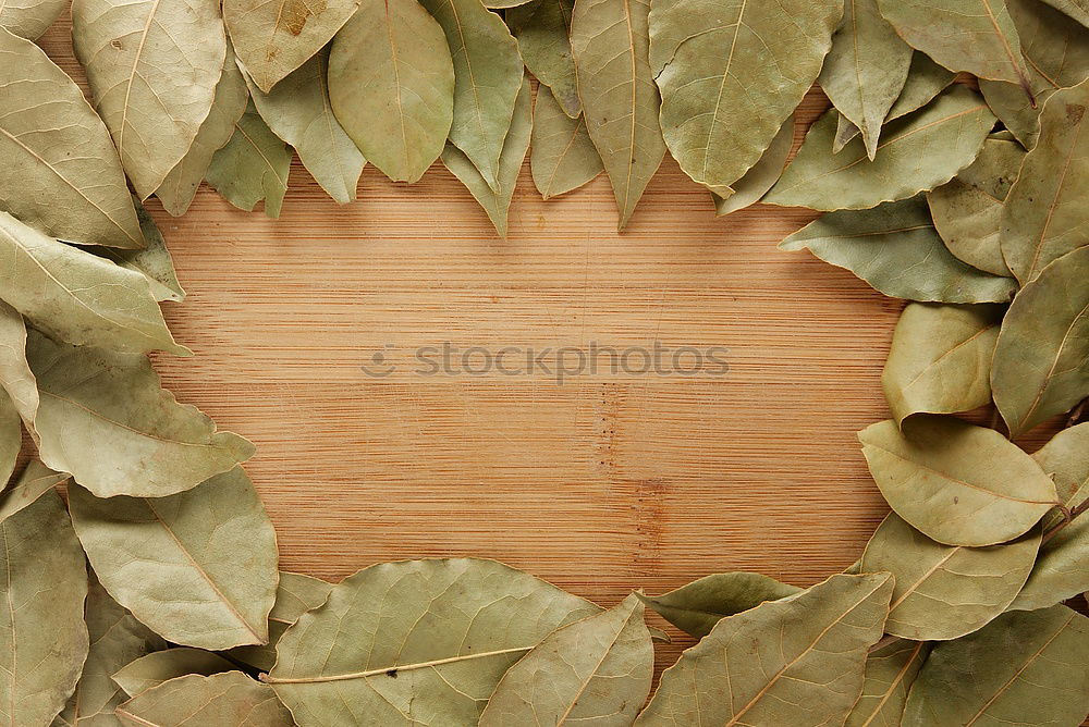 Similar – Image, Stock Photo Sage leaves and old paper sheet
