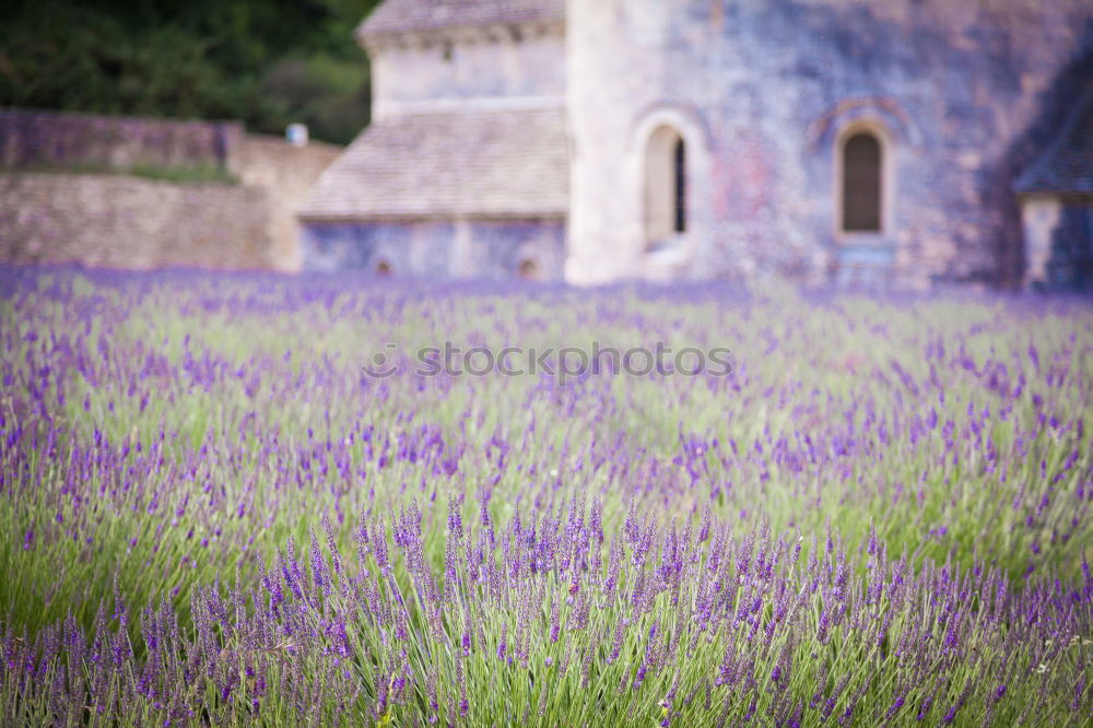 Similar – Foto Bild Mauerblümchen Pflanze