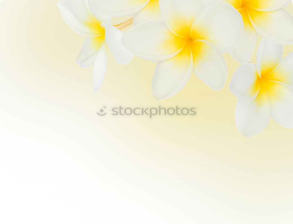 Similar – Image, Stock Photo White flowers on a blossom cherry tree with soft background