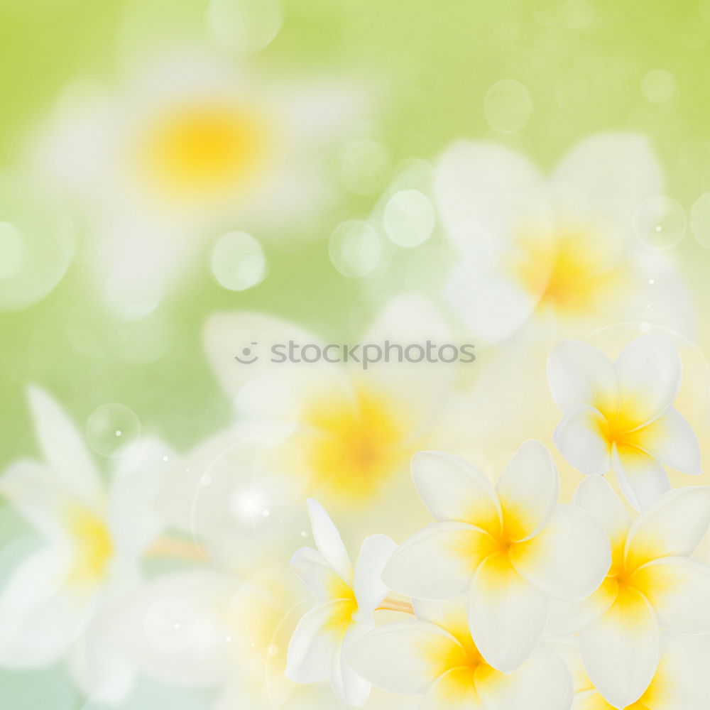 Similar – Flower background with yellow flowers in the blue sky