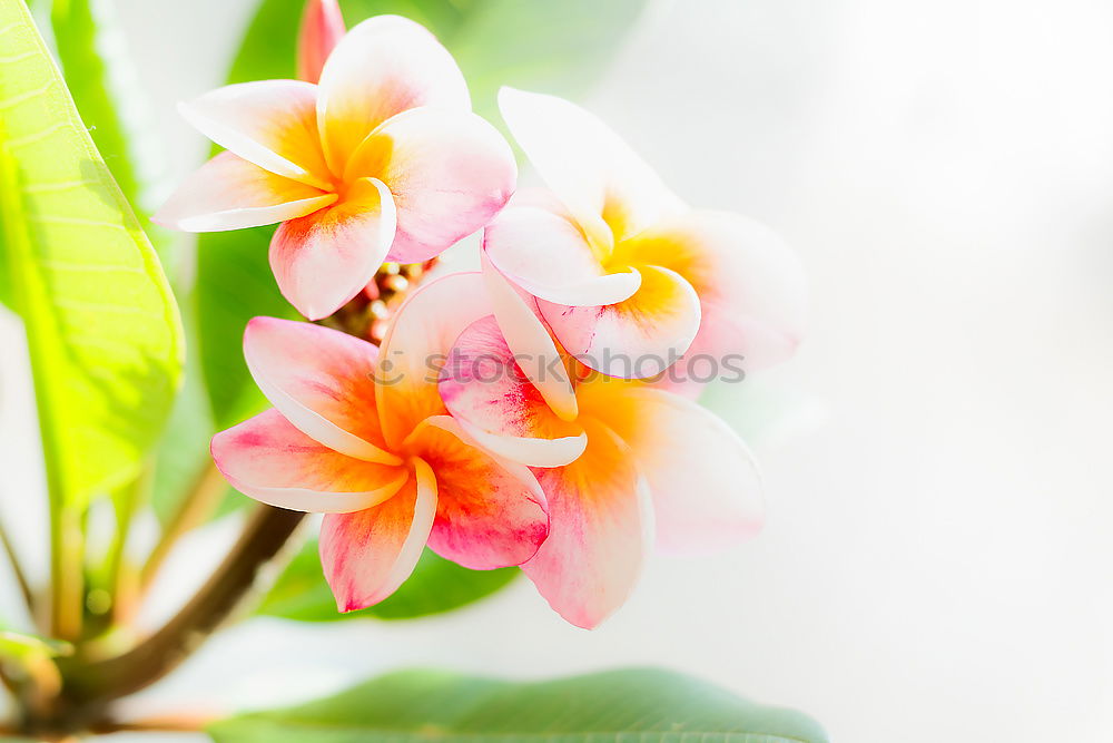 Image, Stock Photo Frangipani flowers on nature background