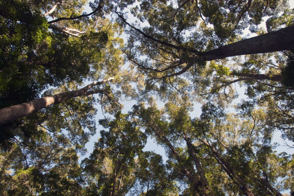 Similar – upward Tree Forest