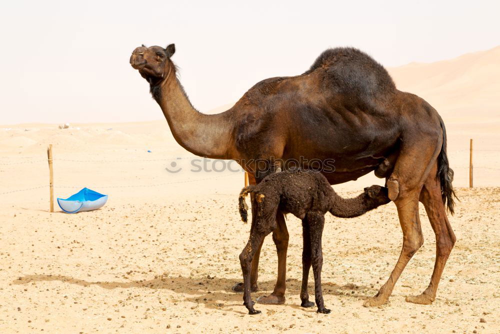 Similar – free dromedary near the sea