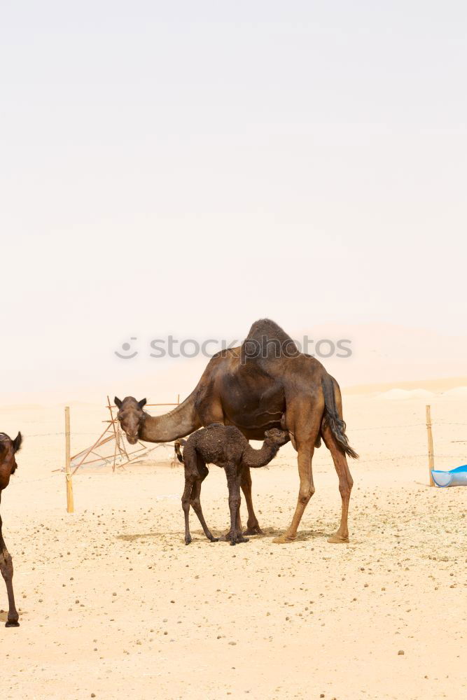 Similar – Image, Stock Photo two and a half camels