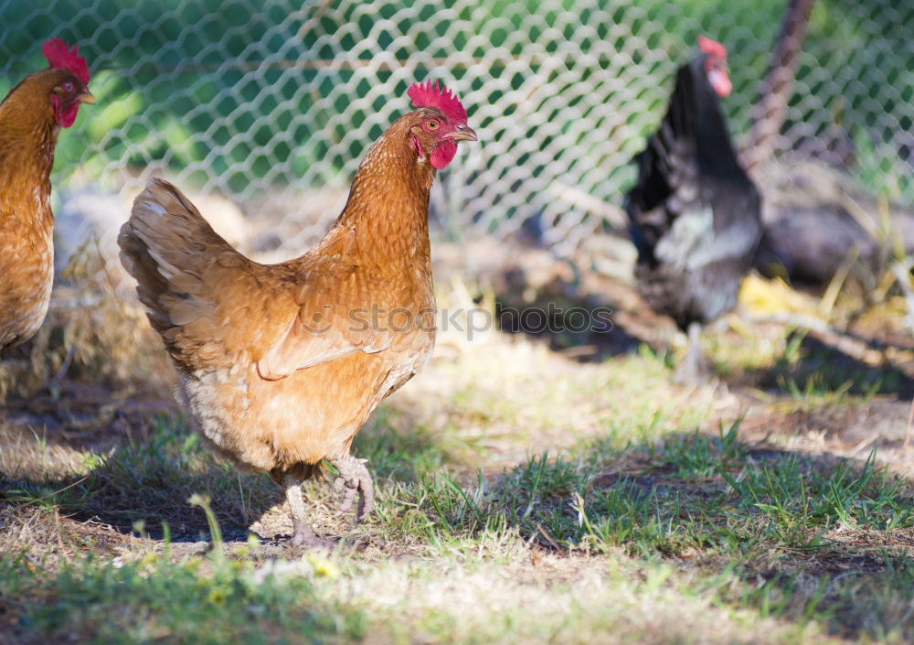 Similar – Family Orpington Meadow