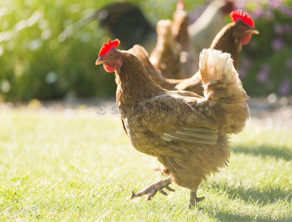 Similar – Image, Stock Photo hen Nature Sun Summer