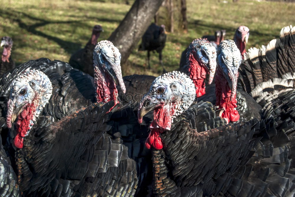 Similar – Bronze turkeys, turkeys, poultry, turkey,