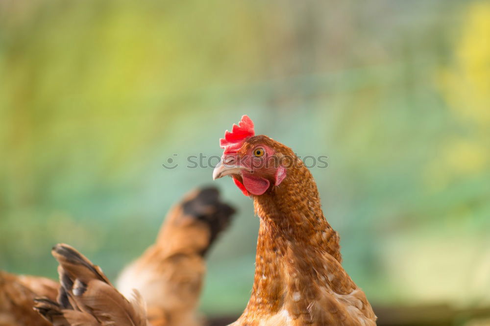 Similar – hen races Animal