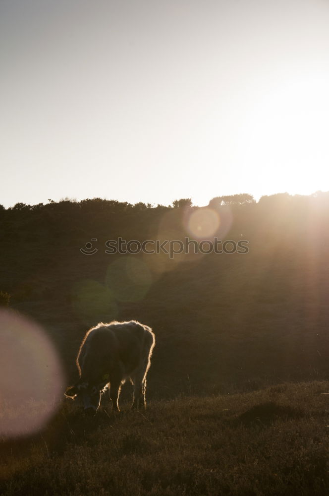 Similar – Image, Stock Photo Sheep loves me YEAH YEAH YEAH YEAH