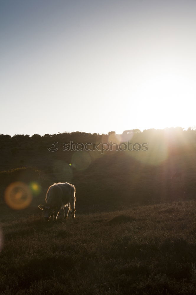 Similar – Image, Stock Photo melancholic