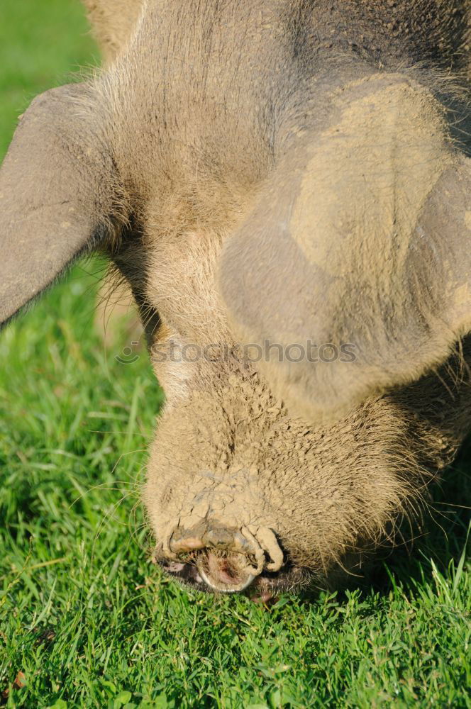 Similar – Image, Stock Photo Spotted pig Piglet eats piglets
