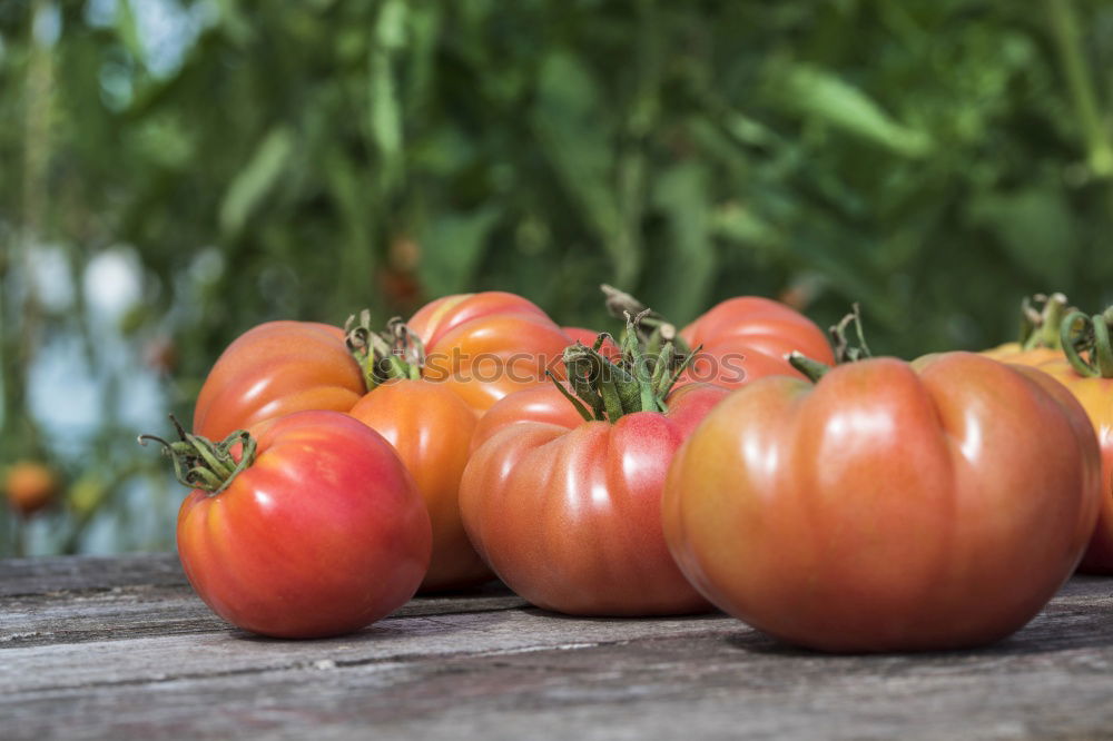 Similar – Picking tomatoes in basket