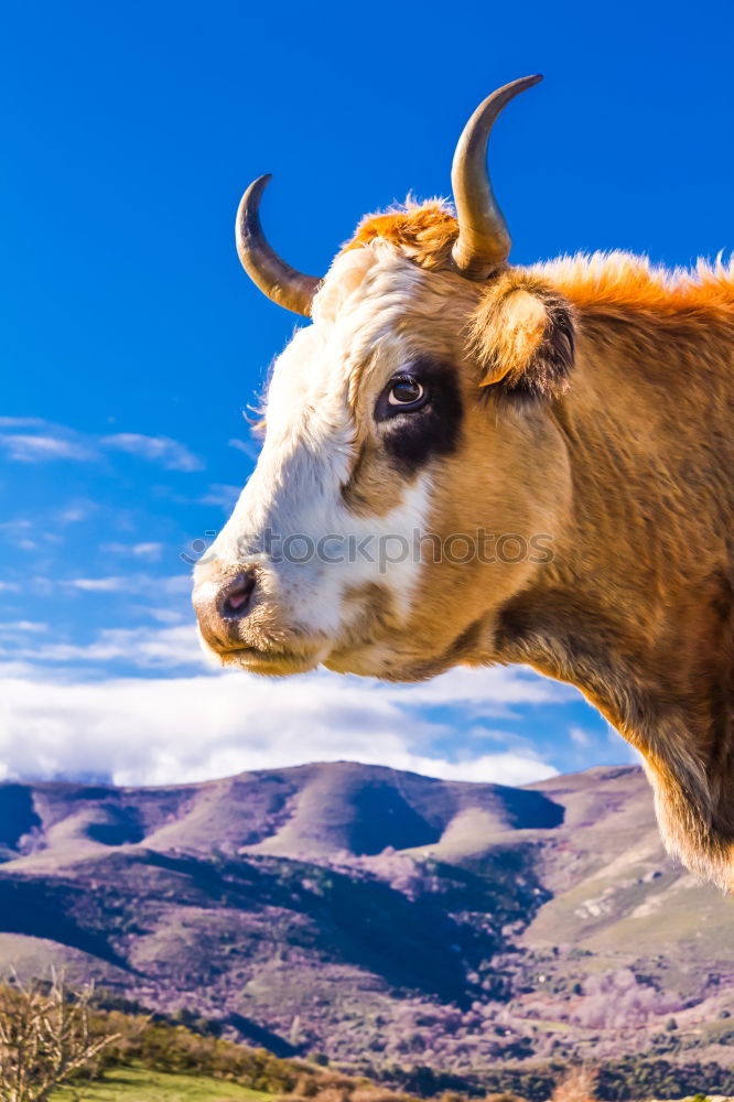 Similar – Cow goes shopping Middle