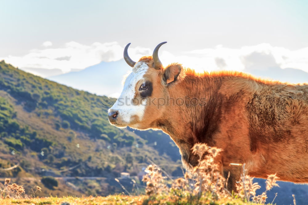 Pitztal cows Mountain