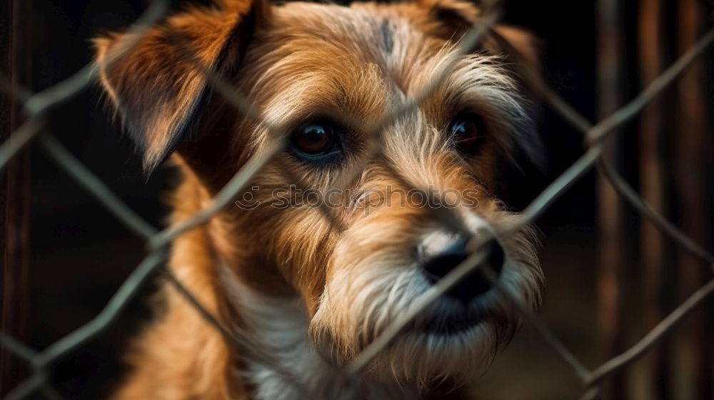 Image, Stock Photo Closeup of a husky dog looking through the bars of a cage