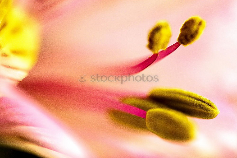 Similar – Image, Stock Photo lampions Autumn Flower