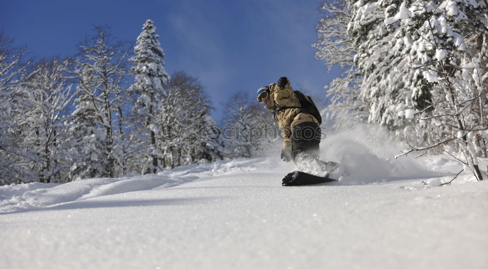 Similar – Schneewolf Hund Winter