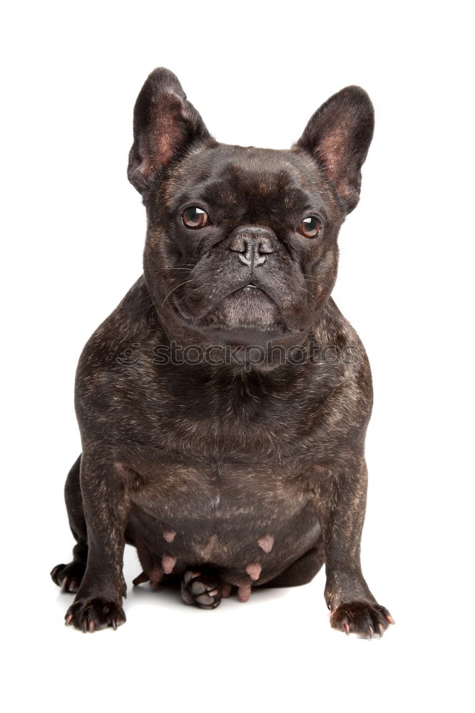 Similar – French Bulldog looking at camera against purple background