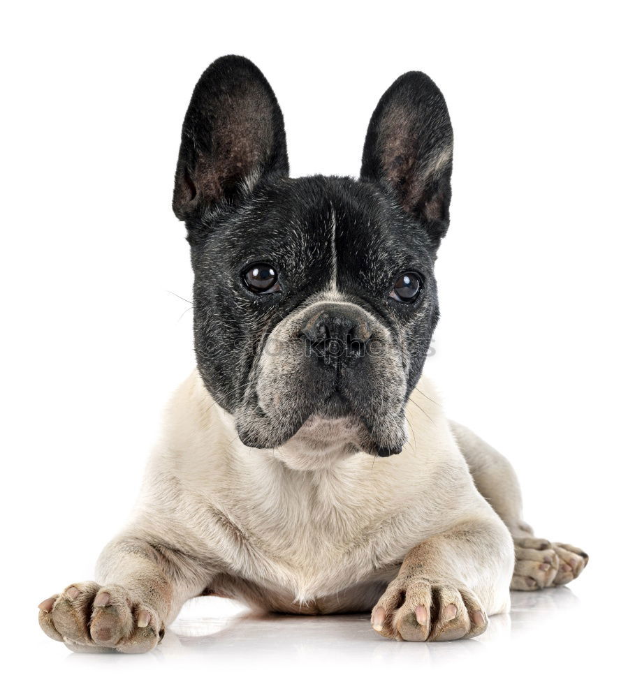 Similar – Boston Terrier Studio Portrait