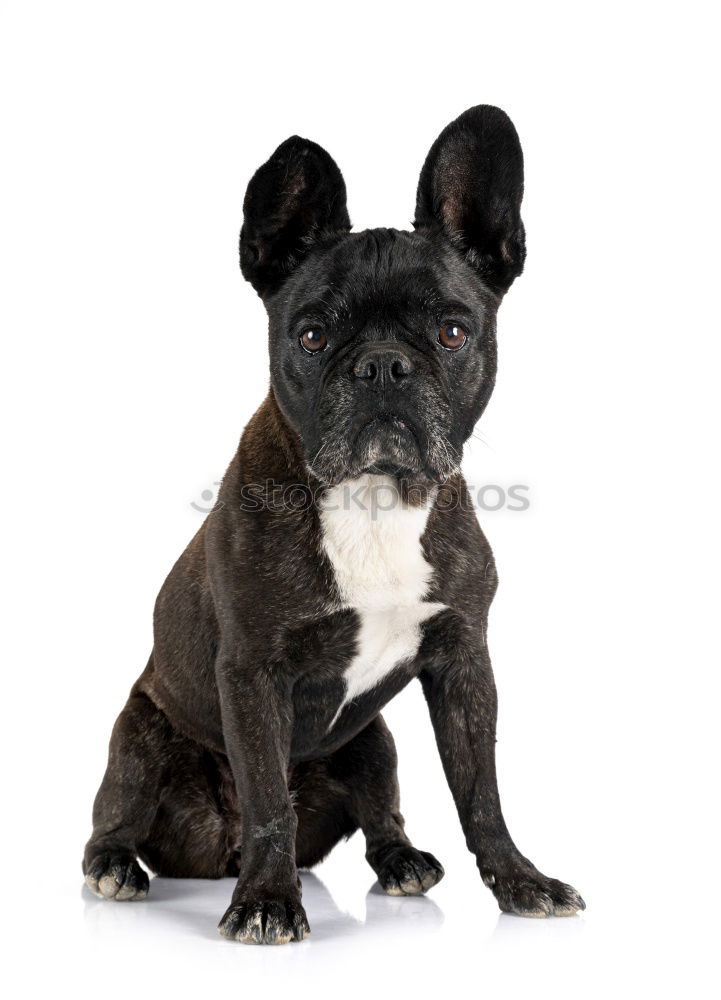 Similar – Image, Stock Photo Boston Terrier Lifestyle