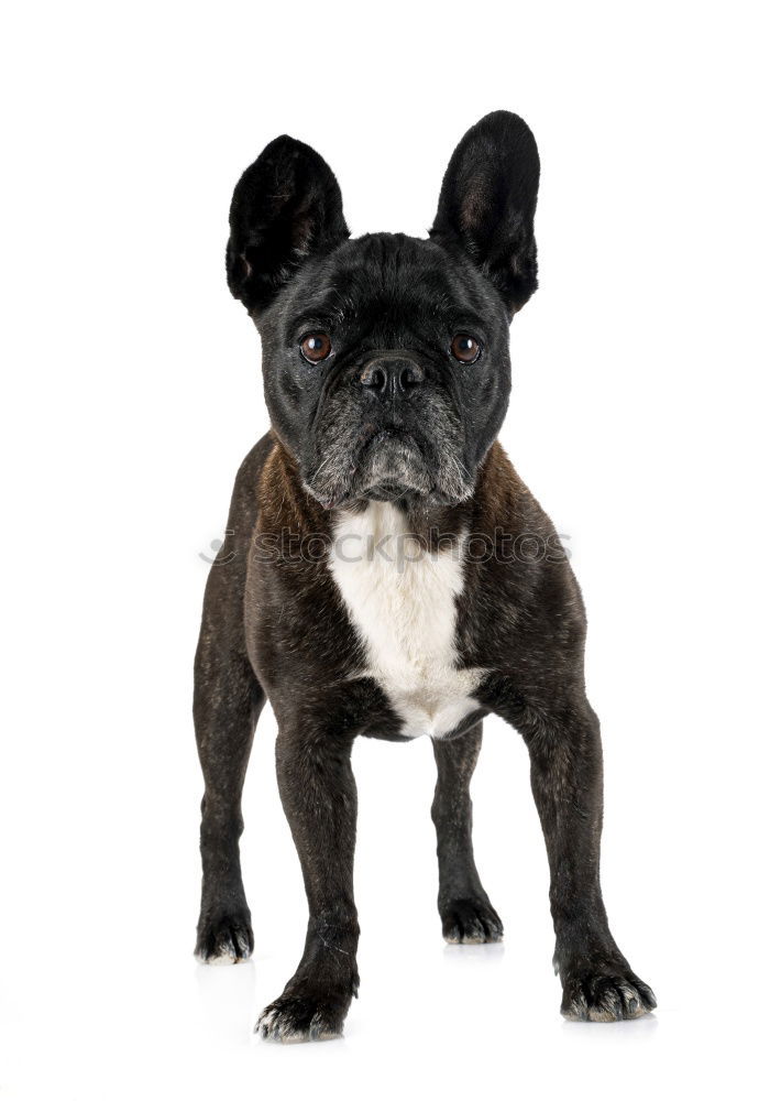 Similar – Image, Stock Photo Boston Terrier Lifestyle