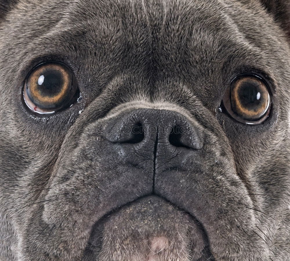 Similar – French Bulldog puppy Portrait