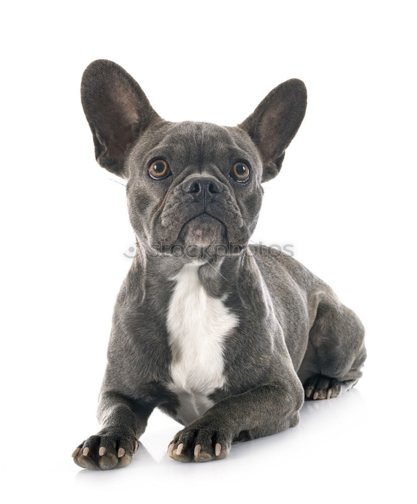 Similar – Boston Terrier Studio Portrait