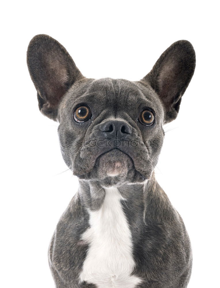 Boston Terrier Studio Portrait