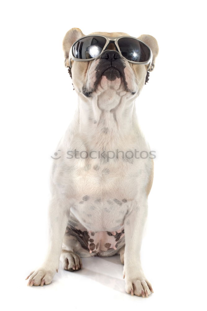 Similar – funny dog with sunglasses on white background