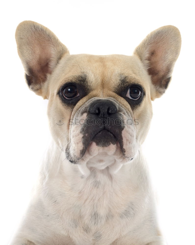 Similar – Boston Terrier Studio Portrait