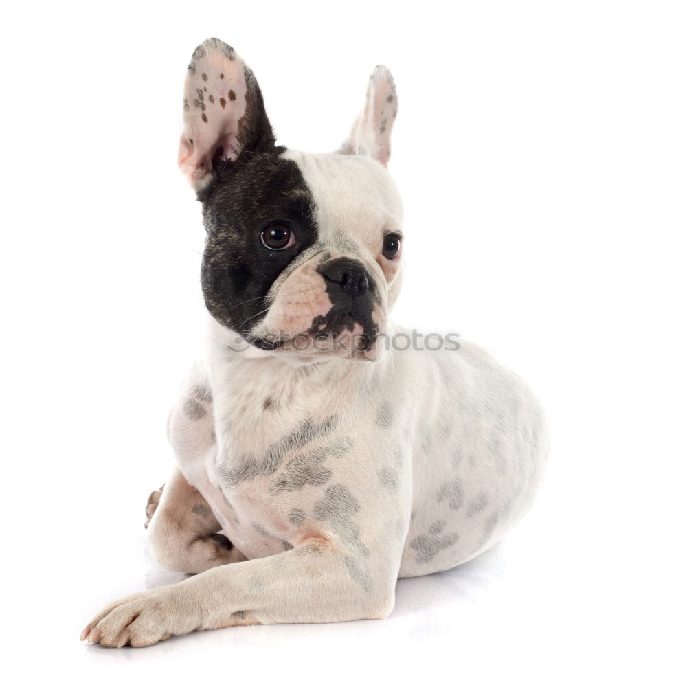 Similar – Boston Terrier Joy Animal