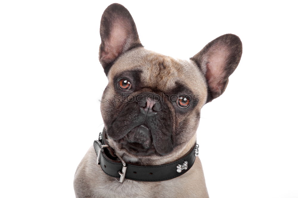 Similar – Boston Terrier Studio Portrait