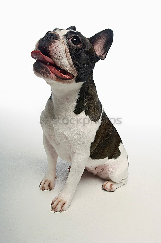 Similar – Boston Terrier Joy Pet Dog