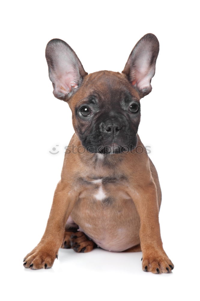 Similar – Boston Terrier Studio Portrait