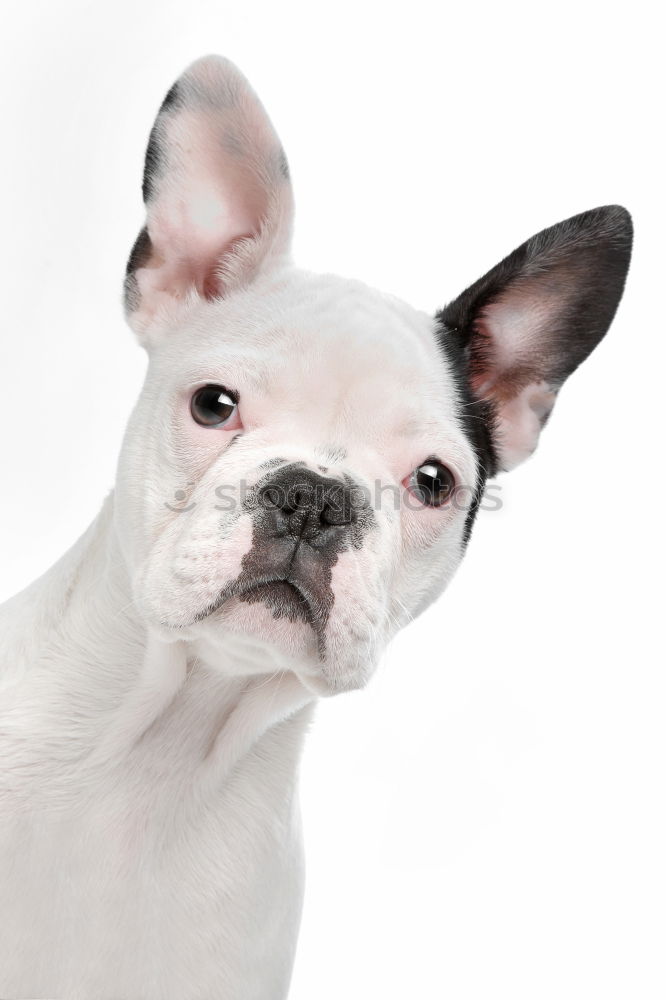 Similar – Boston Terrier Studio Portrait