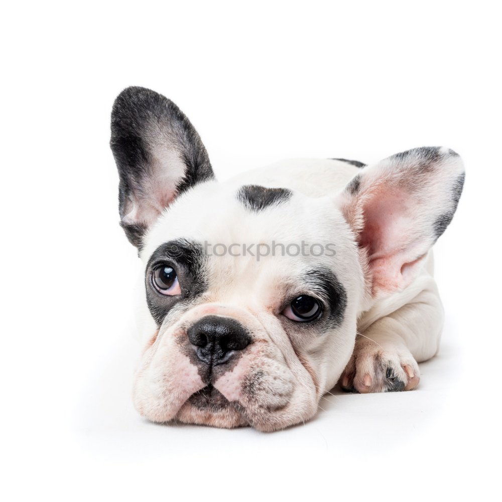 Similar – Image, Stock Photo Boston Terrier Puppy