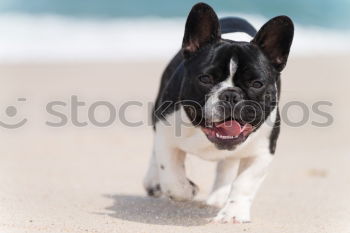 Similar – Image, Stock Photo Puppy at the beach of Kalpitiya, Sri Lanka