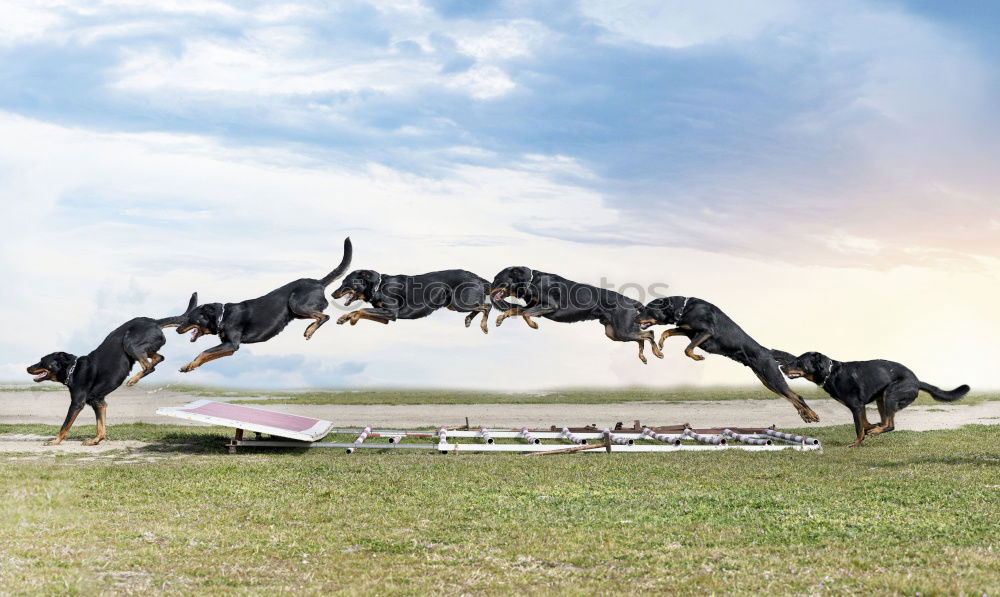 Similar – Image, Stock Photo horses Horse Sculpture